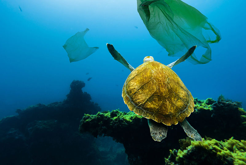 Turtouise swiming in a sea of plastic, photograph via Pexels.